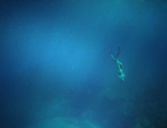 Free Diving-20 meters